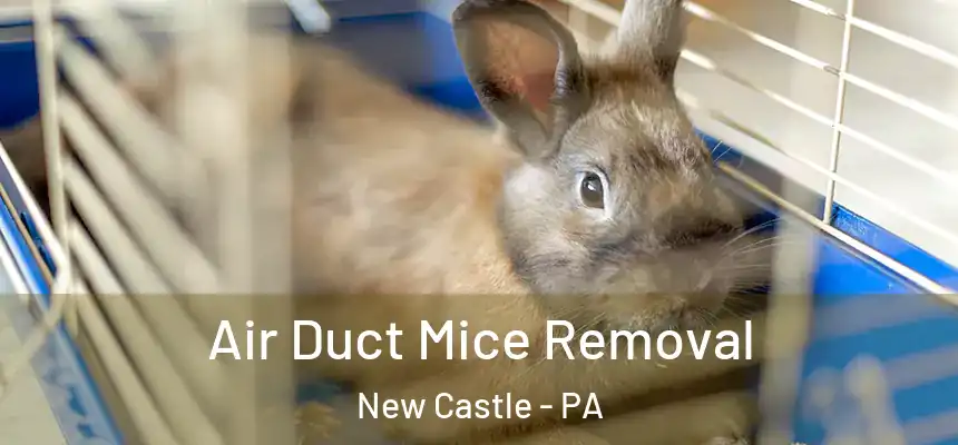  Air Duct Mice Removal New Castle - PA